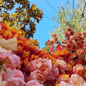 The Floral Flames, The Grounds of Alexandria, Alexandria, with a swathe of realistic-looking orange and orange-adjacent flowers in the foreground, with clear blue sky in the background