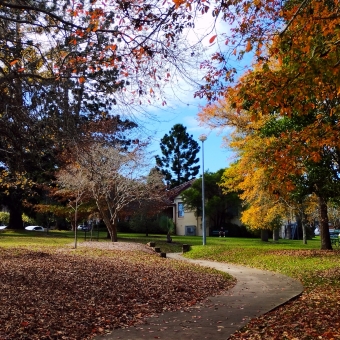 Autumnal Path, Wahroonga Park, Wahroonga, with yellow and orange and red leaves on trees to the left and right of a wandering paved path leading into the distance