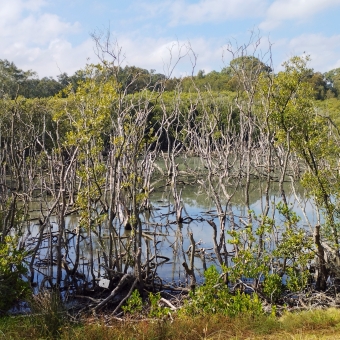 Natural Intricacies, Virginius Reserve, Revesby, with many crooked trunks intertwining in front a blue and calm swamp