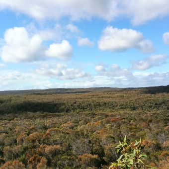 The Rocky Outcrop's View, Karloo Pool Walking Track, Royal National Park, with green gum trees as far as the eye can see to the horizon and bluer puffball clouds dotting the blue sky