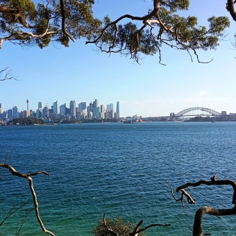 A Skyscraping View, Bradleys Head, Mosman, with Sydney City across rippling water which is framed on all sides by squiggling branches of various gum trees