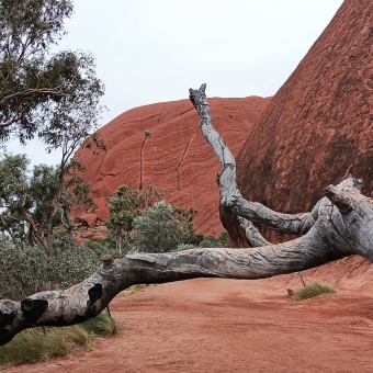 Uluṟu, The Southern Side, with a large dead tree across the path which has Uluru rising on the right