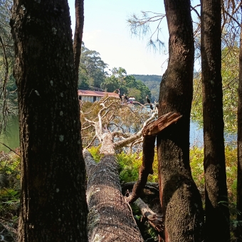 Birds Of A Feather, near Audley Weir, Royal National Park, with half a dizen black birds sitting across the end of a felled tree overlooking a calm river