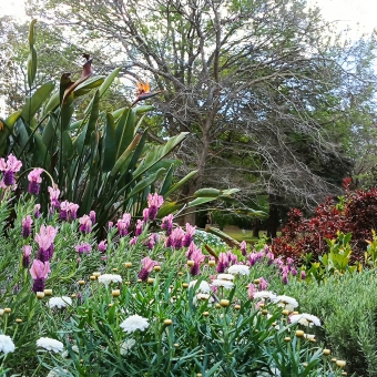 Layered Blooms, Wahroonga Park, Wahroonga, with white flat flowers in front of purple upright flowers in front of birds of paradise flowers, with deciduous trees masking a grey and blue sky in the background