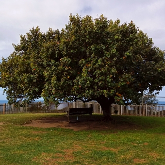Pensieve Overlook, Raleigh Park, Dover Heights, with a large heavily-leaved tree overshadowing bench which is overlooking the ocean